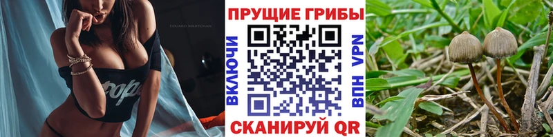 наркота  Бологое  Псилоцибиновые грибы ЛСД 